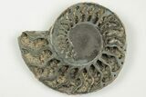 3.3" Cut & Polished, Pyritized Ammonite Fossil - Russia - #198345-3